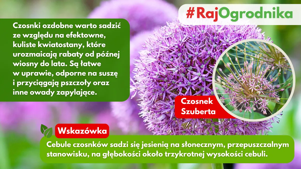 Dlaczego warto sadzić czosnki zodobne w ogrodzie blog sklep rajogrodnika